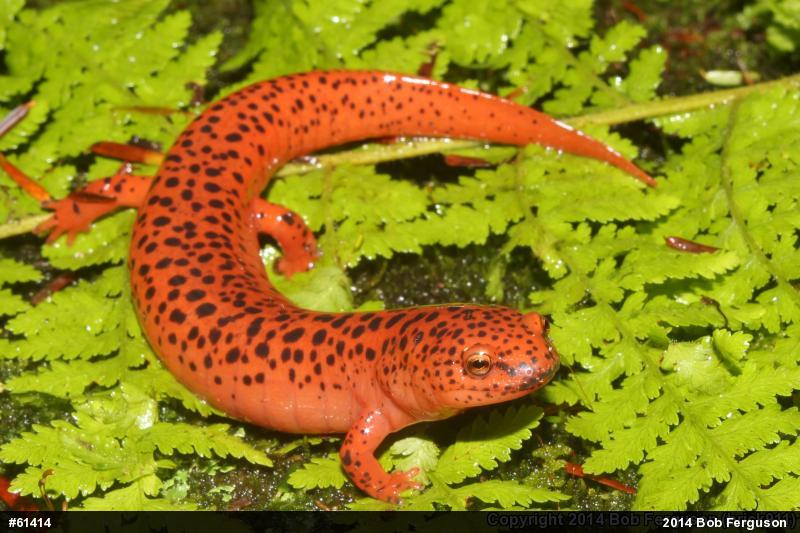 Northern Red Salamander