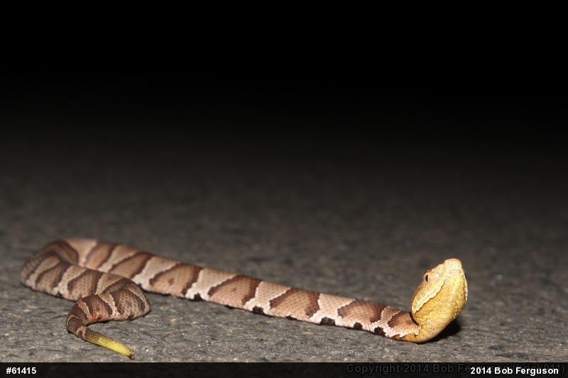 Northern Copperhead