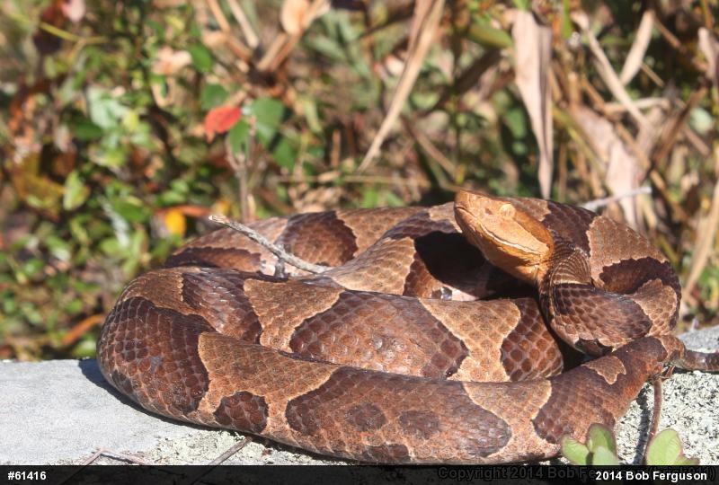 Northern Copperhead