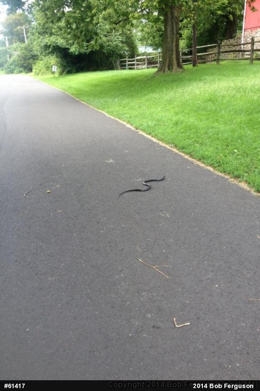 Northern Black Racer