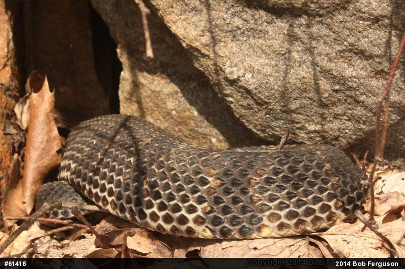 Timber Rattlesnake