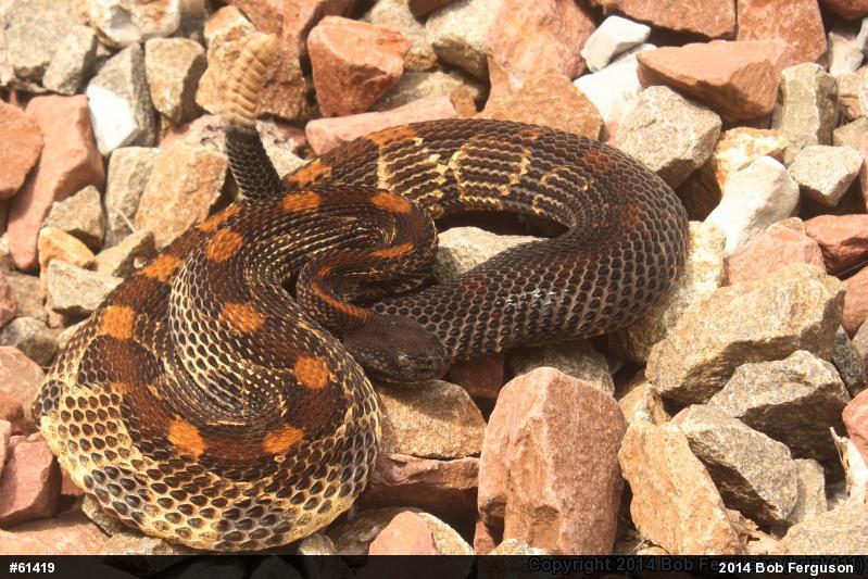 Timber Rattlesnake