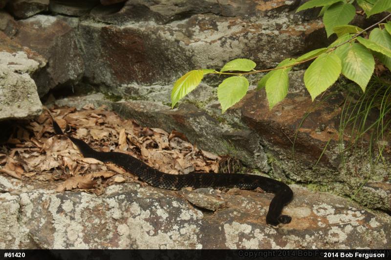 Timber Rattlesnake
