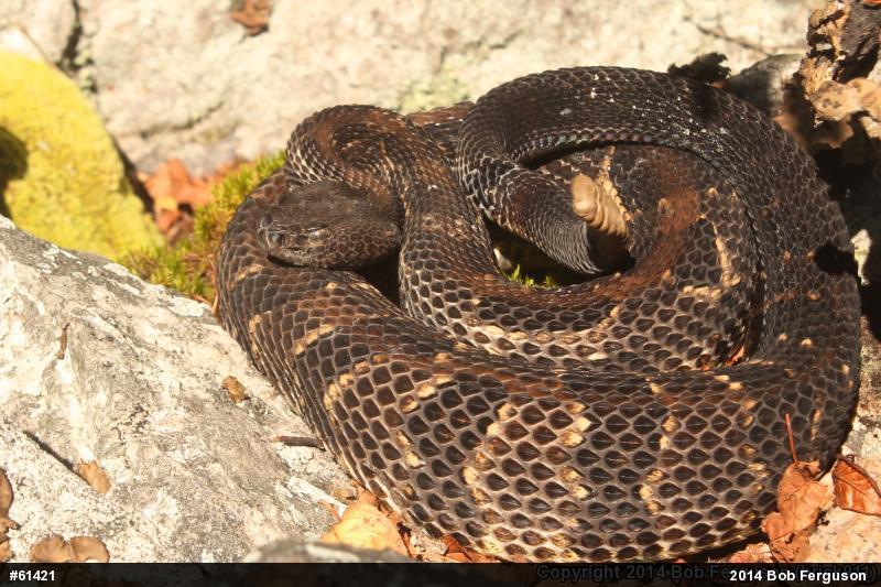 Timber Rattlesnake