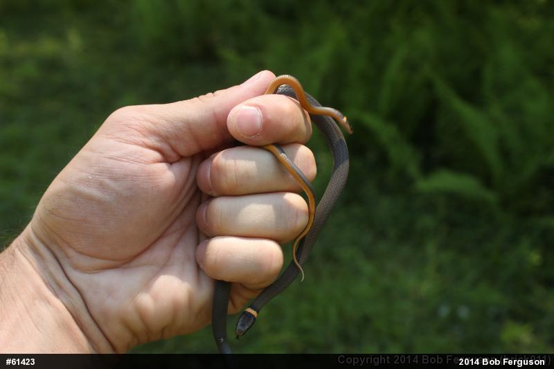 Northern Ring-necked Snake
