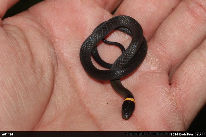 Northern Ring-necked Snake