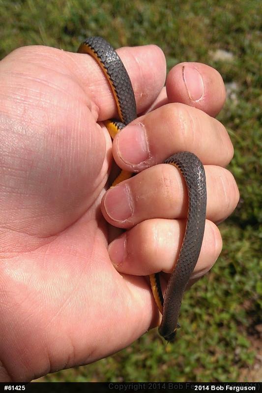 Northern Ring-necked Snake