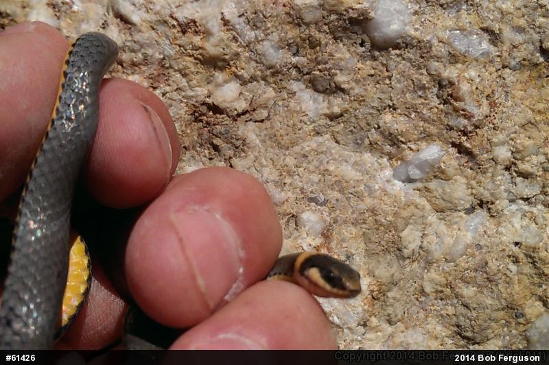 Northern Ring-necked Snake