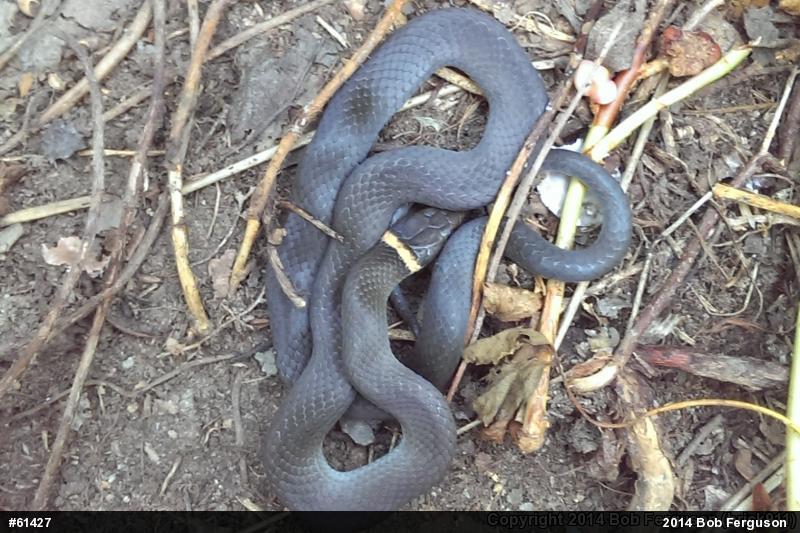 Northern Ring-necked Snake