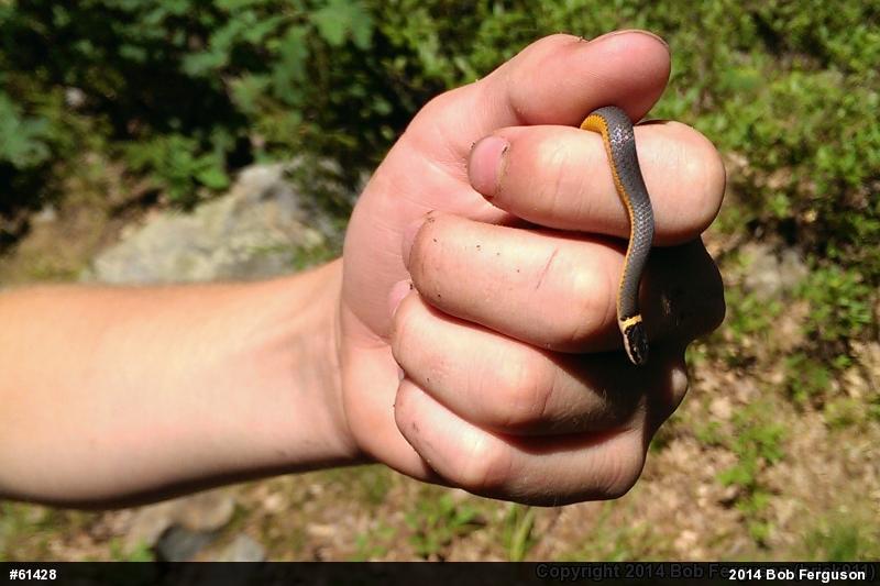 Northern Ring-necked Snake