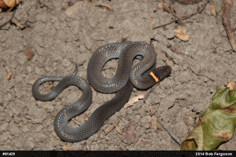 Northern Ring-necked Snake