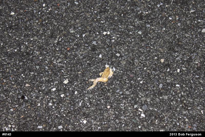True Frogs
