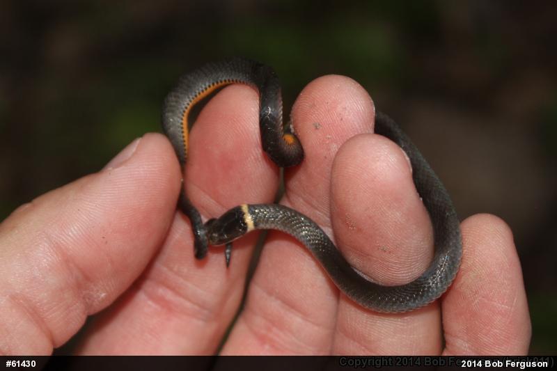 Northern Ring-necked Snake