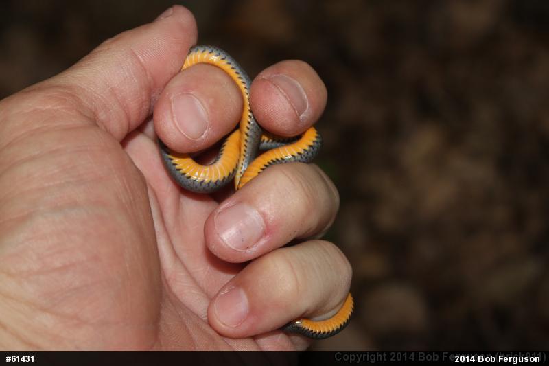 Northern Ring-necked Snake
