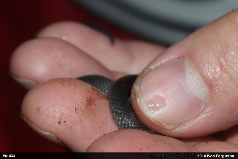 Northern Ring-necked Snake