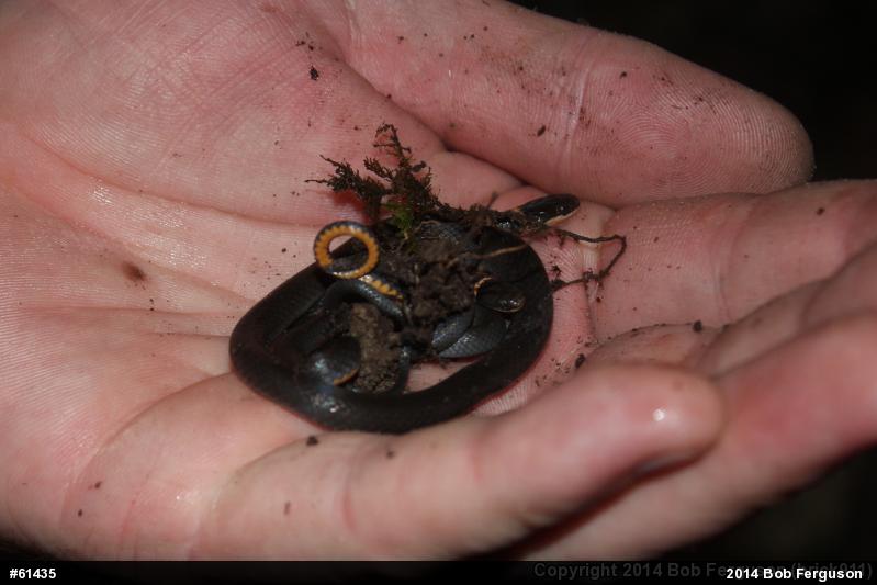 Northern Ring-necked Snake