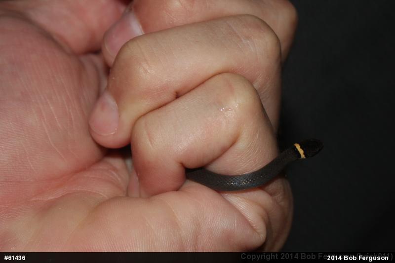 Northern Ring-necked Snake