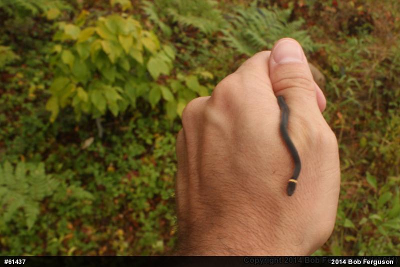 Northern Ring-necked Snake