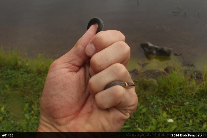 Northern Ring-necked Snake