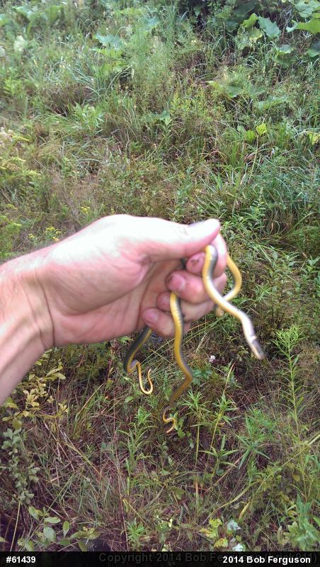 Northern Ring-necked Snake