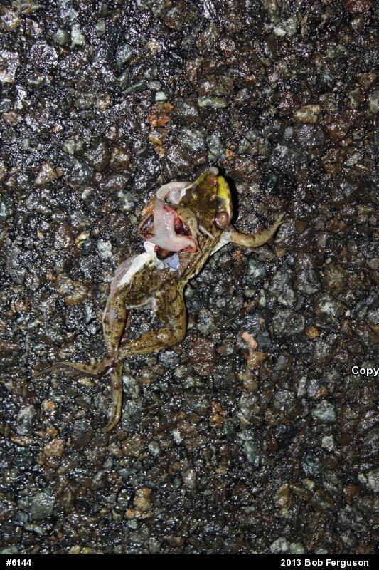 Green Frog