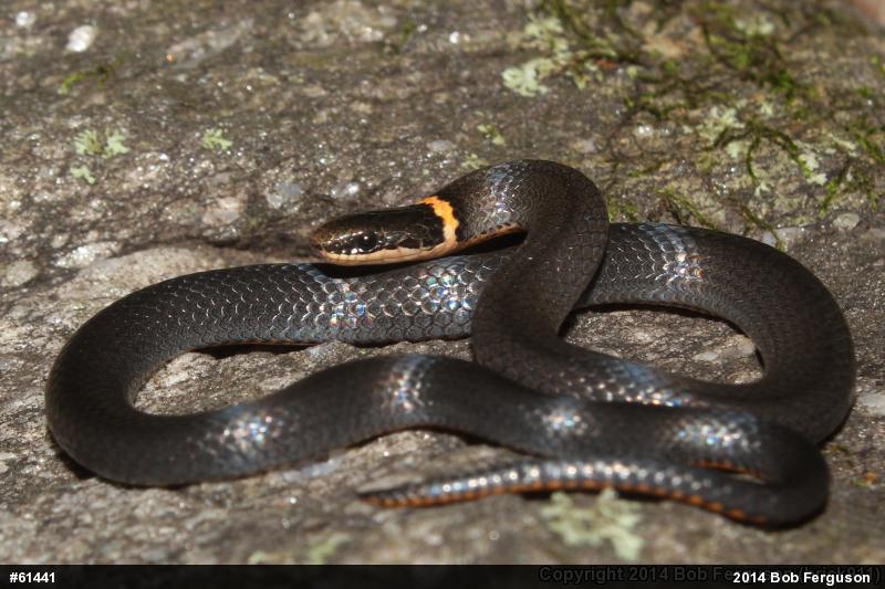 Northern Ring-necked Snake