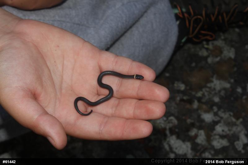 Northern Ring-necked Snake