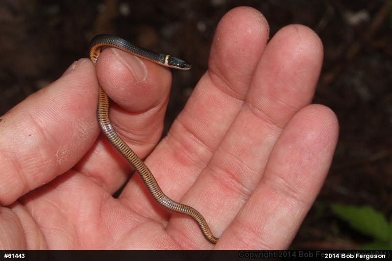 Northern Ring-necked Snake