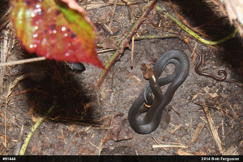 Northern Ring-necked Snake
