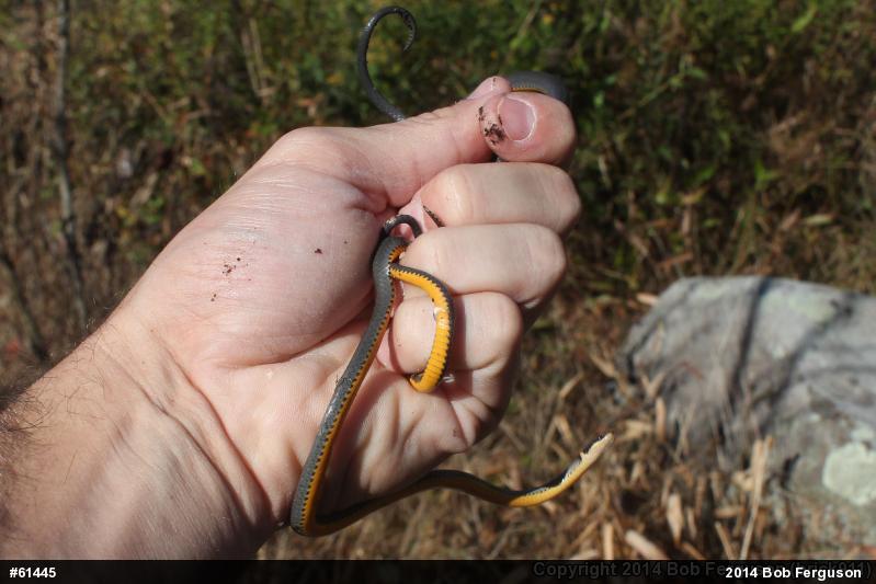Northern Ring-necked Snake