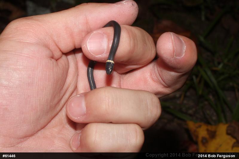 Northern Ring-necked Snake