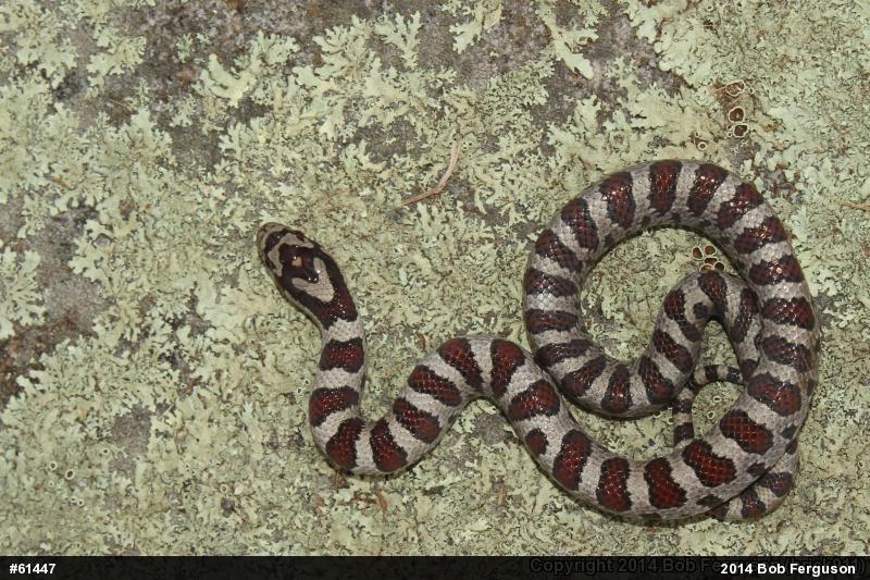 Eastern Milksnake