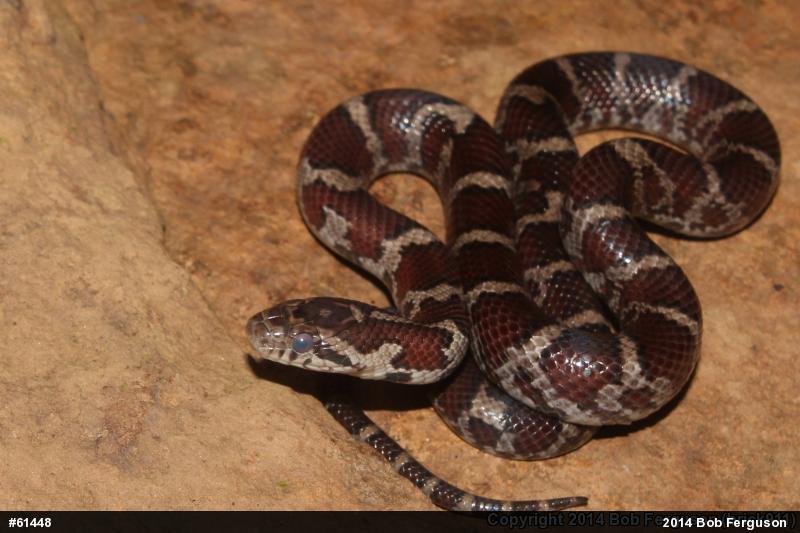 Eastern Milksnake