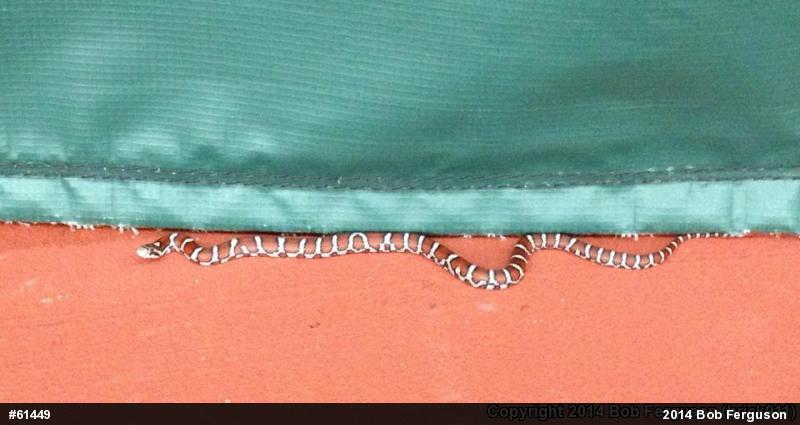 Eastern Milksnake