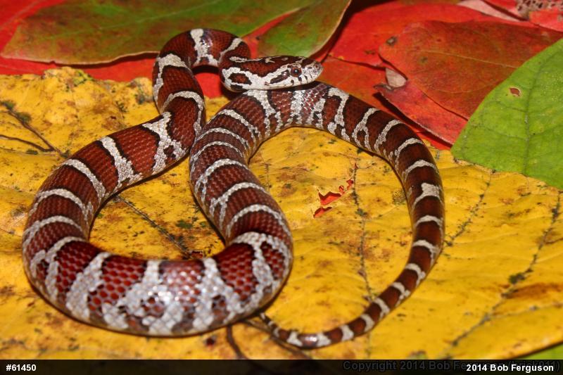 Eastern Milksnake