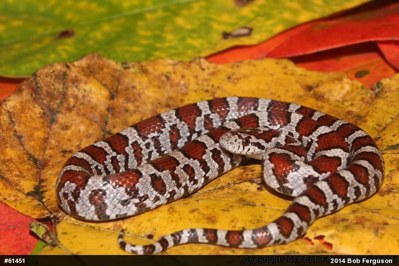 Eastern Milksnake