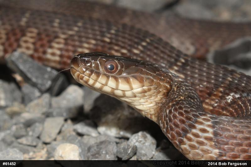 Northern Watersnake