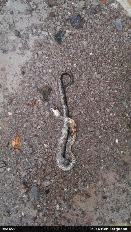 Northern Watersnake