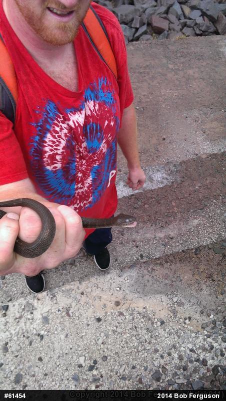 Northern Watersnake