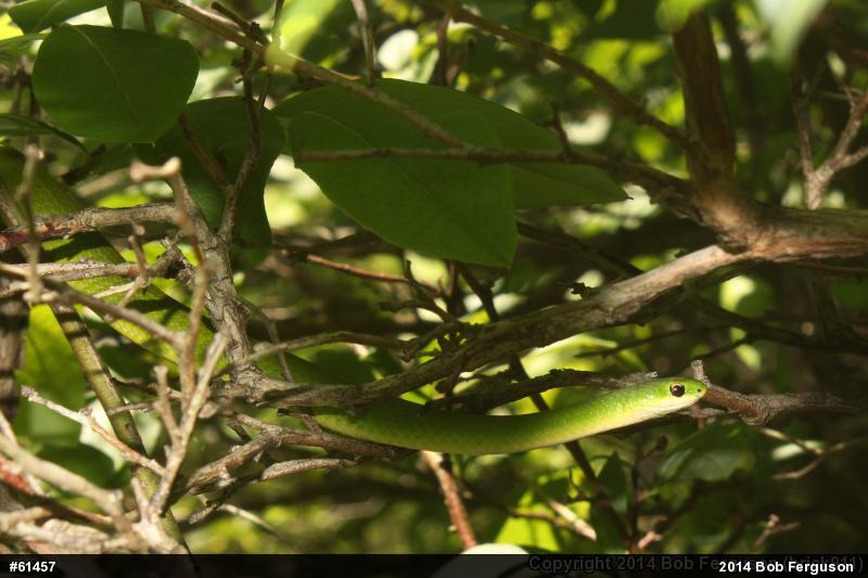 Smooth Greensnake