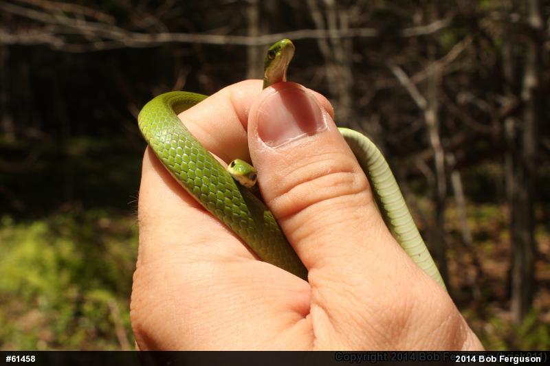 Smooth Greensnake