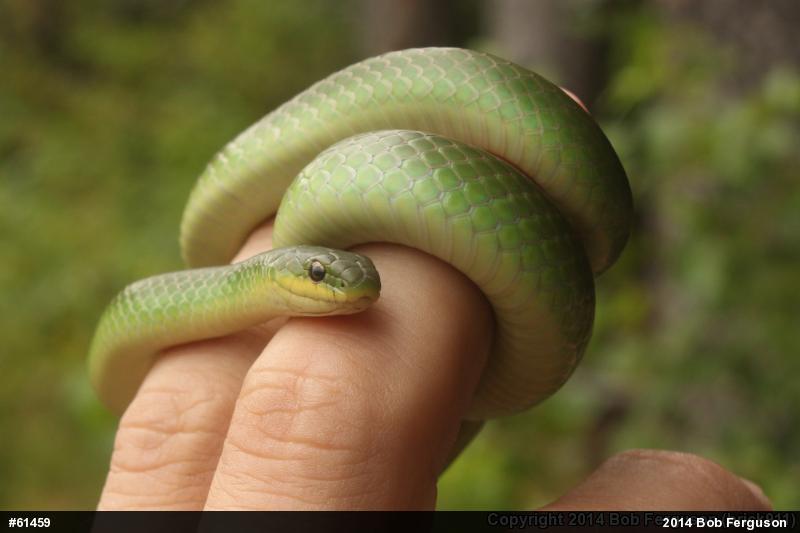 Smooth Greensnake