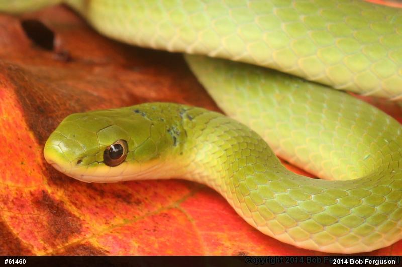 Smooth Greensnake