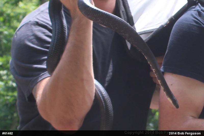 Eastern Ratsnake