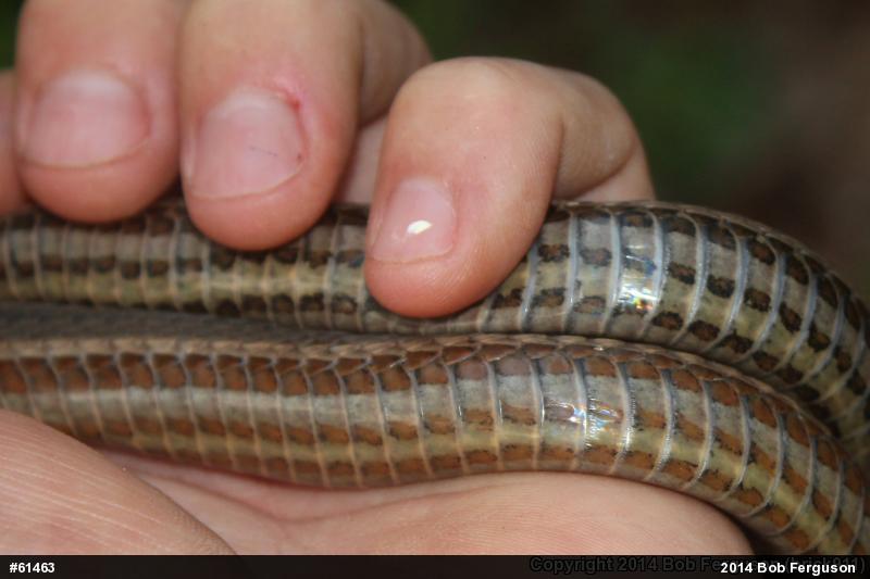 Queensnake