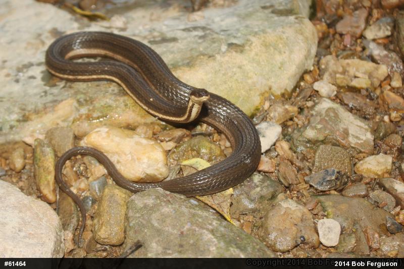 Queensnake