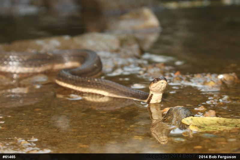 Queensnake