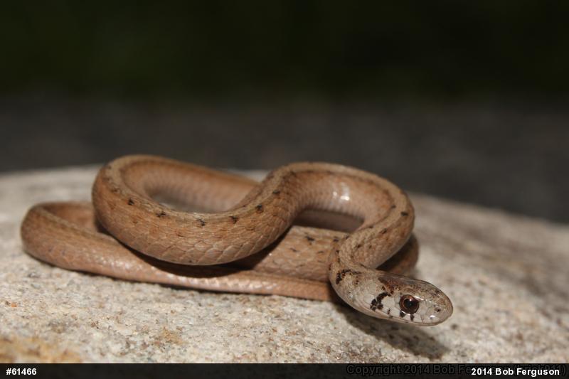 Dekay's Brownsnake
