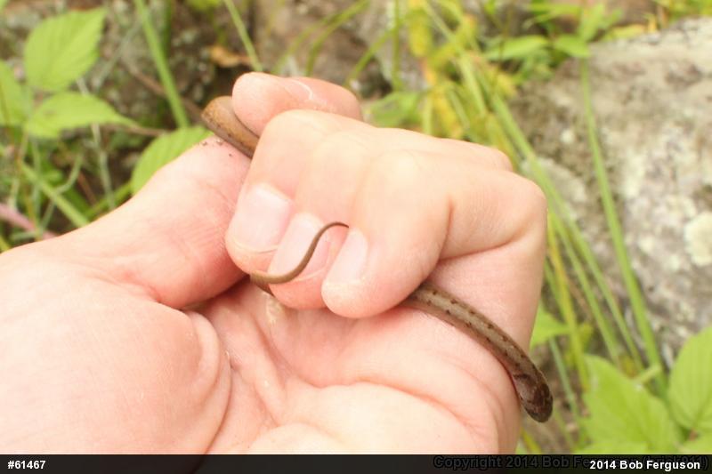 Dekay's Brownsnake