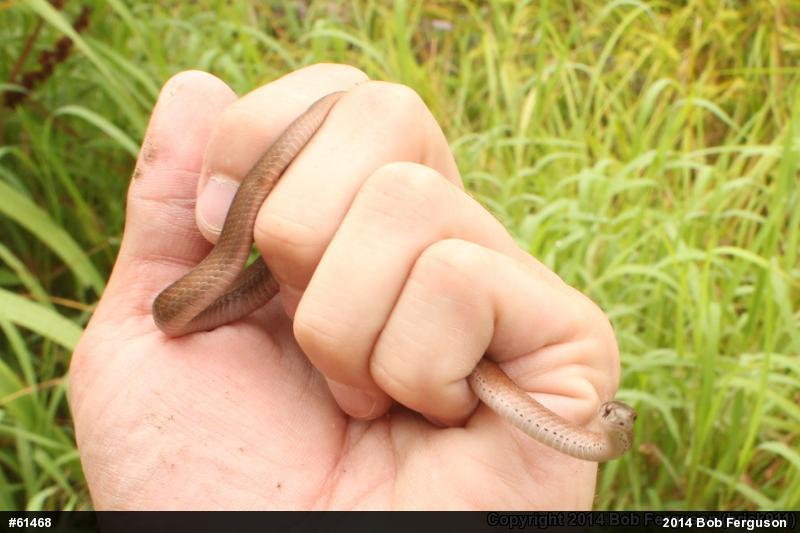 Dekay's Brownsnake